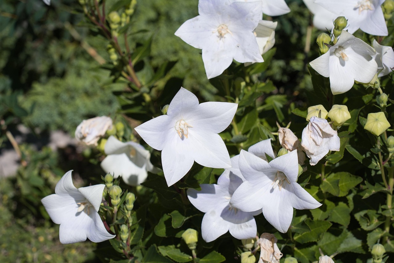 怎么醒鲜花桔梗 balloon-flower-1580276_1280.jpg
