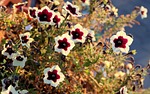 petunia, flower, garnet-red
