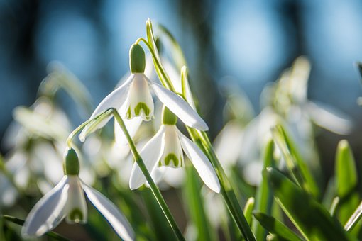 Påskeklokke, Natur, Plante, Blomstre