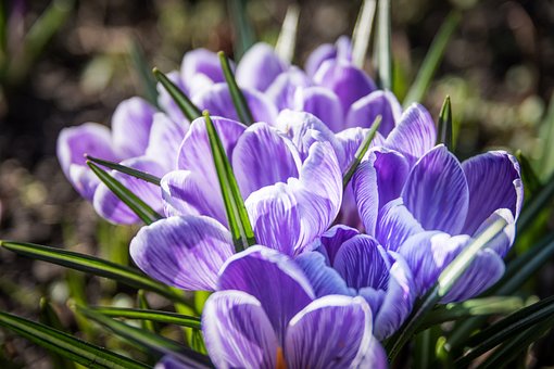 Krokus, Forår, Smukke Blomster, Blomst