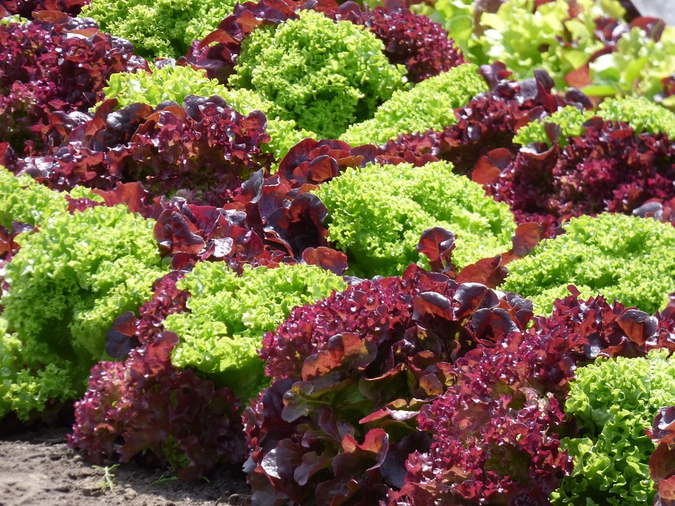 Alface, Alface Vermelha, Verde Alface, Saudável, Horta