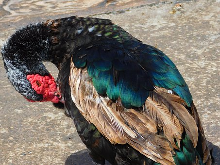 Ente, Tier, Zweibeinig, Schnabel, Wasser