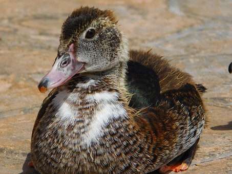 Ente, Tier, Zweibeinig, Schnabel, Natur
