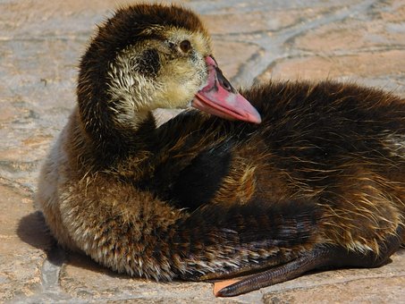 Ente, Tier, Zweibeinig, Schnabel, Natur