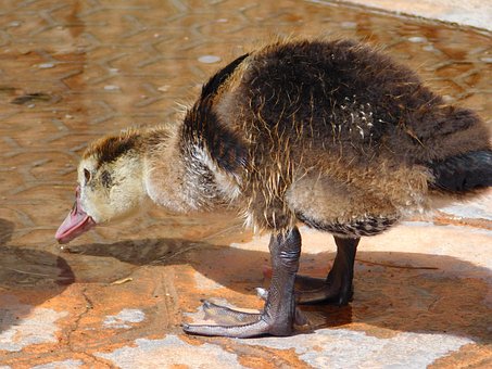 Ente, Tier, Zweibeinig, Schnabel, Natur