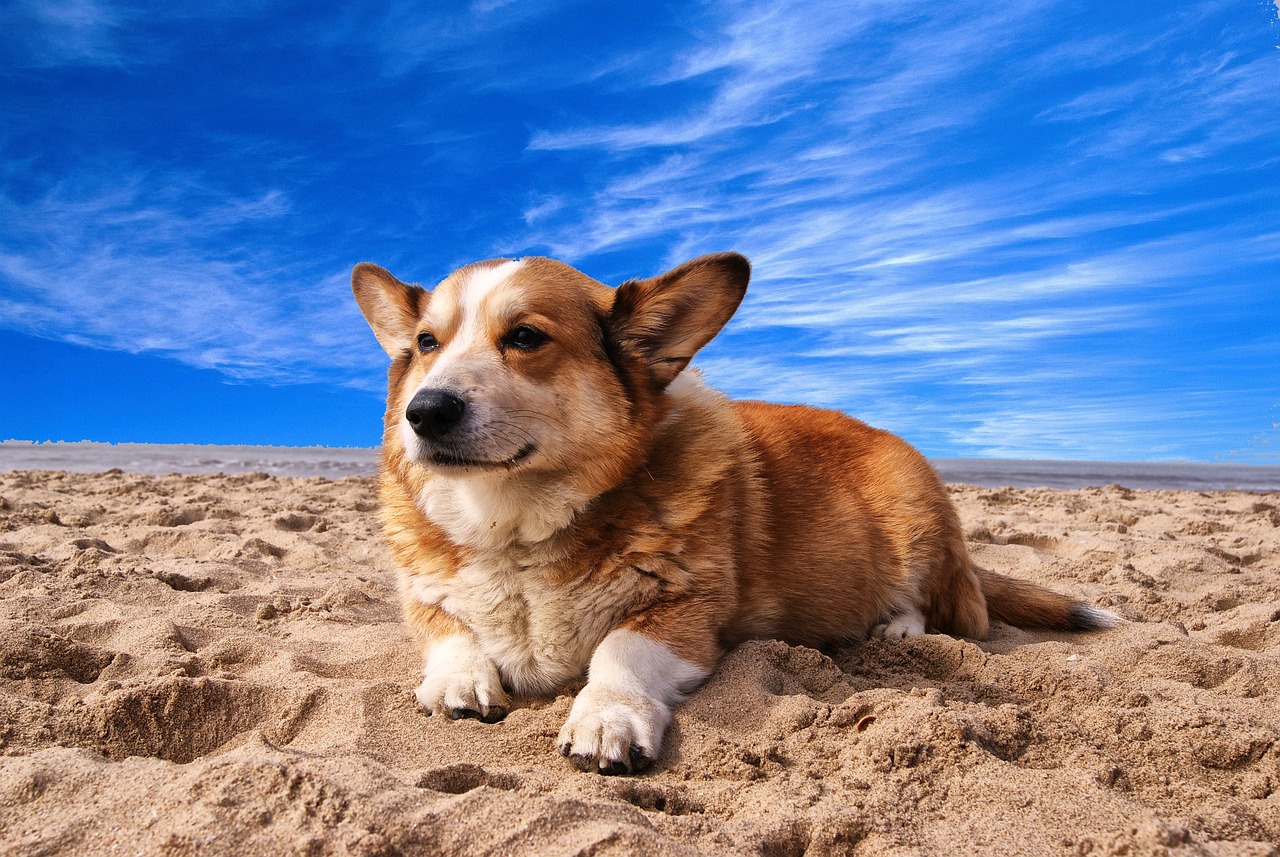 Welsh Corgi - free online jigsaw puzzle photo
