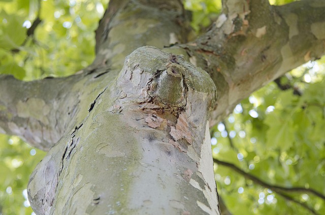 Free Tree Forest photo and picture