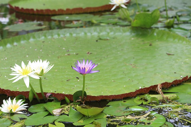수련 꽃 수생 식물 - Pixabay의 무료 사진 - Pixabay