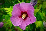 althaea rosea, blossom, bloom