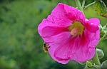 althaea rosea, blossom, bloom