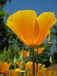 californian poppy, orange, summer