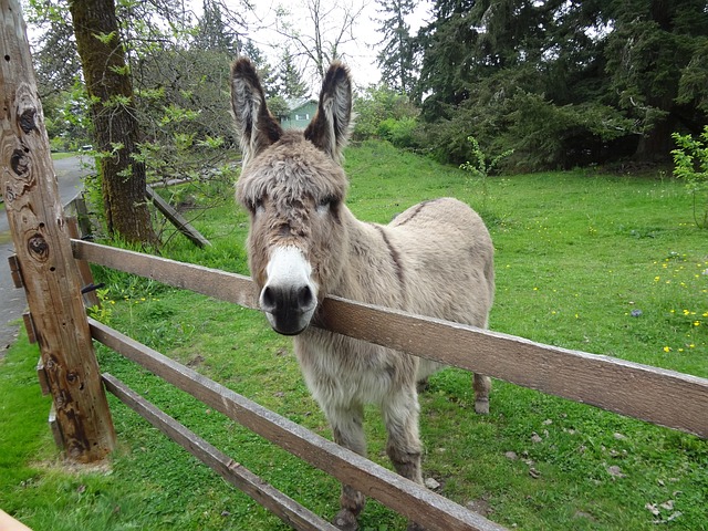 Âne Braiment Animal - Photo gratuite sur Pixabay - Pixabay
