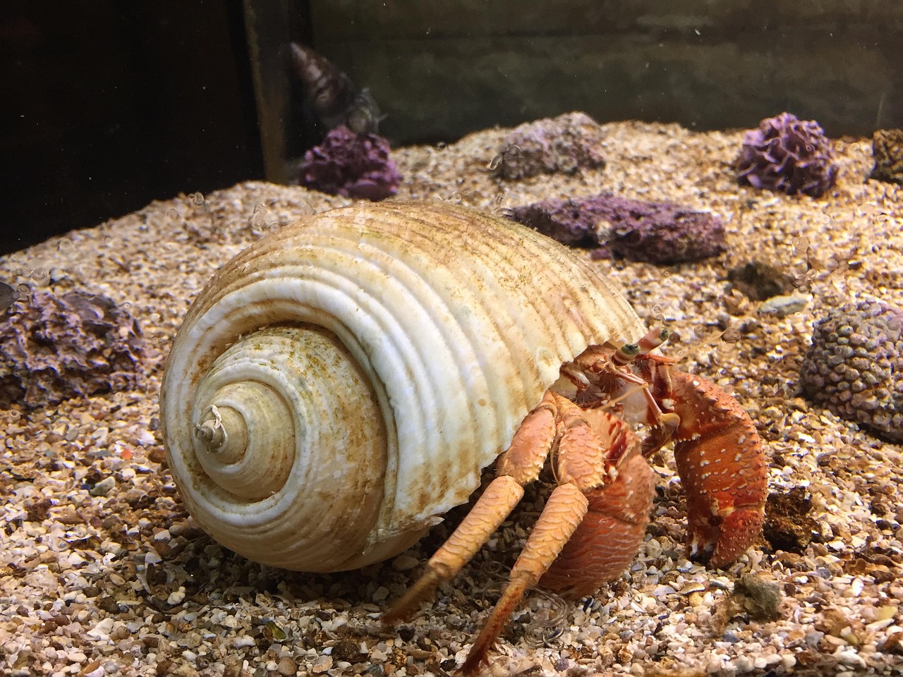 Rapu Yksinkertaisuus Paguridae - Ilmainen valokuva Pixabayssa - Pixabay