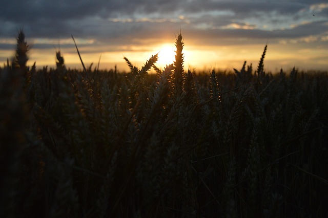 Free Landscape Field photo and picture