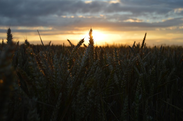 Free Landscape Field photo and picture