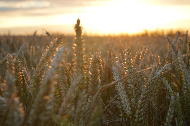 Free Landscape Field photo and picture