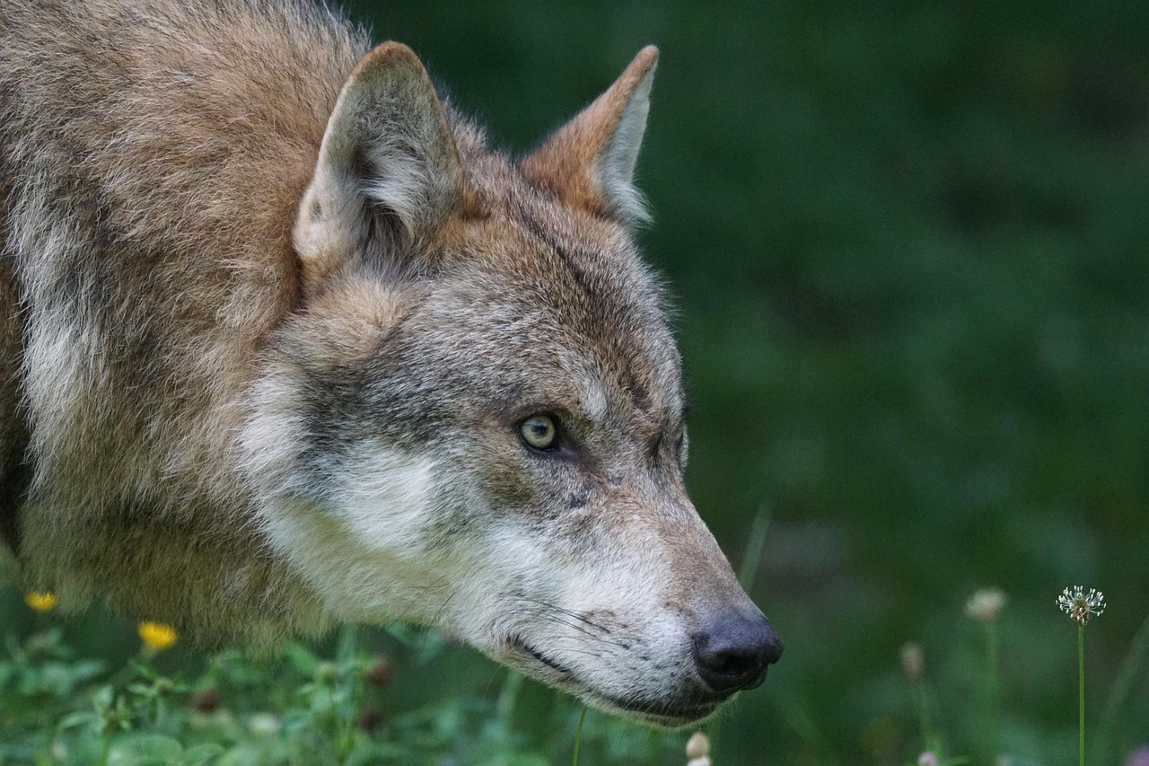 Wolf Predator European Free photo on Pixabay Pixabay