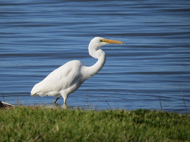 Free Great Egret Goolwa photo and picture