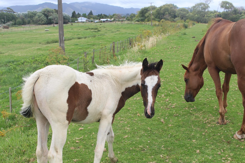 Free photo Foal, Horses, New Zealand, Opotiki Free Image on Pixabay
