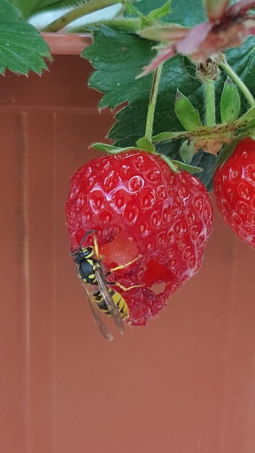 Free Wasp Insect photo and picture
