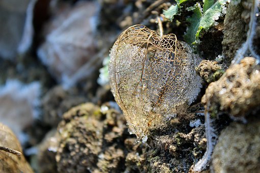 Free Physalis Frost photo and picture