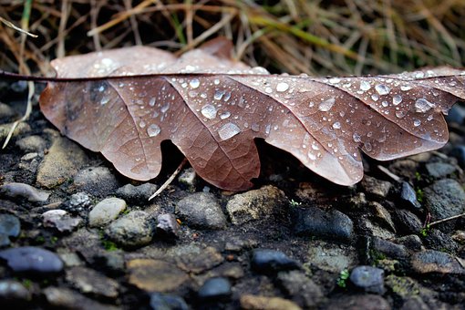 Free Leaf Fall photo and picture