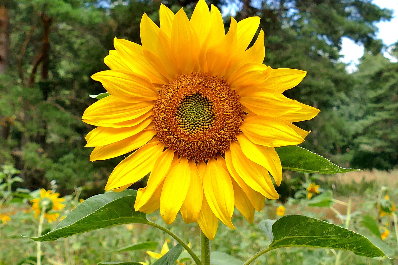10 000 Free Sunflower Bloom Photos Pixabay