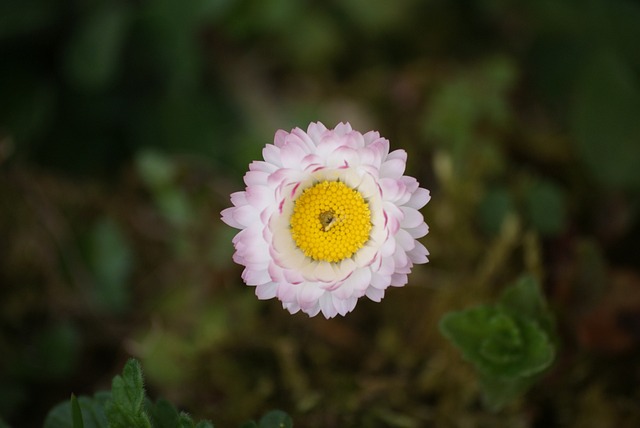 Blomst, Daisy, Græs, Pollen, Fjeder