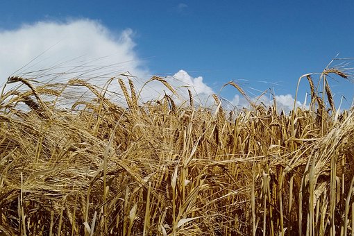 Free Corn Summer photo and picture
