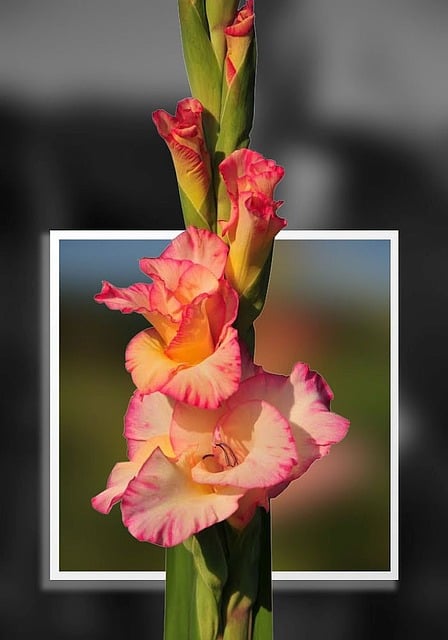 Free gladiolus nature photoshop illustration