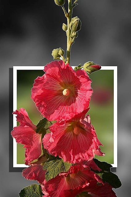 Free hollyhock flower photoshop illustration