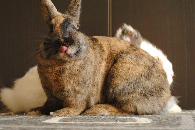 Free Domestic Animal Rabbit photo and picture