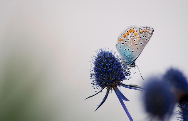 Free Macro Butterfly photo and picture