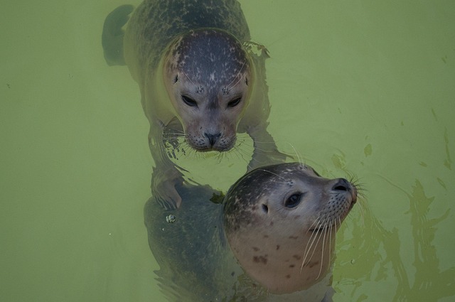 Free Seal Animal photo and picture