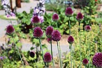 landesgartenschau landau, flowers, purple