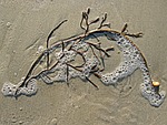 seaweed, sand, bubble