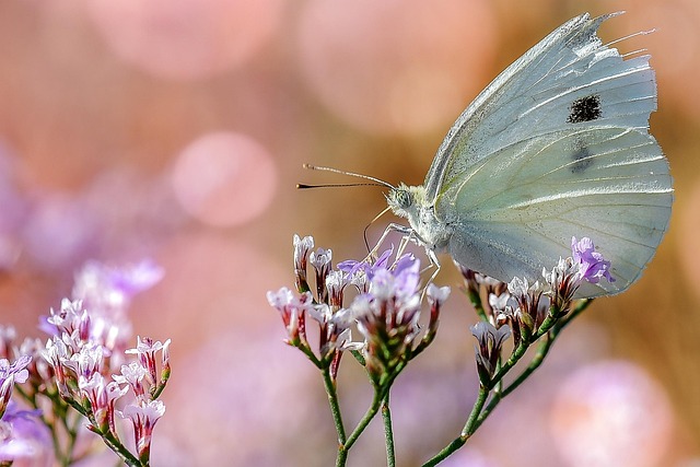 nature, insect, butterfly, flower background, macro, flower, spring, beautiful flowers, detail, at, colorful, vegetation, colour, flower wallpaper, butterfly on flower