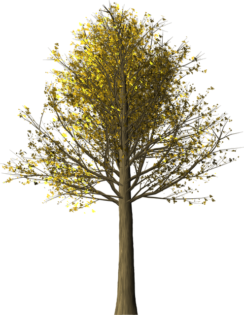 Free tree maple maple tree illustration
