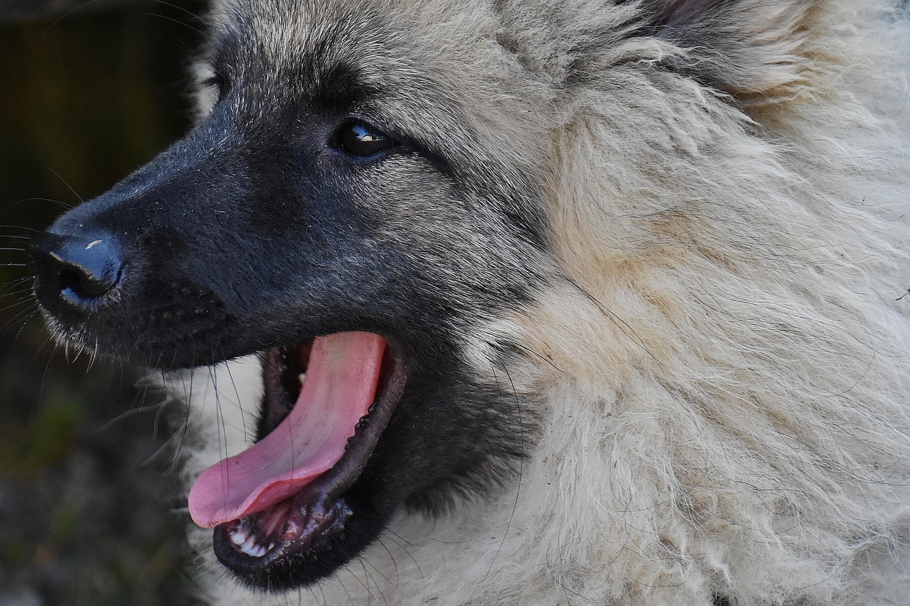 Dog - free online jigsaw puzzle photo