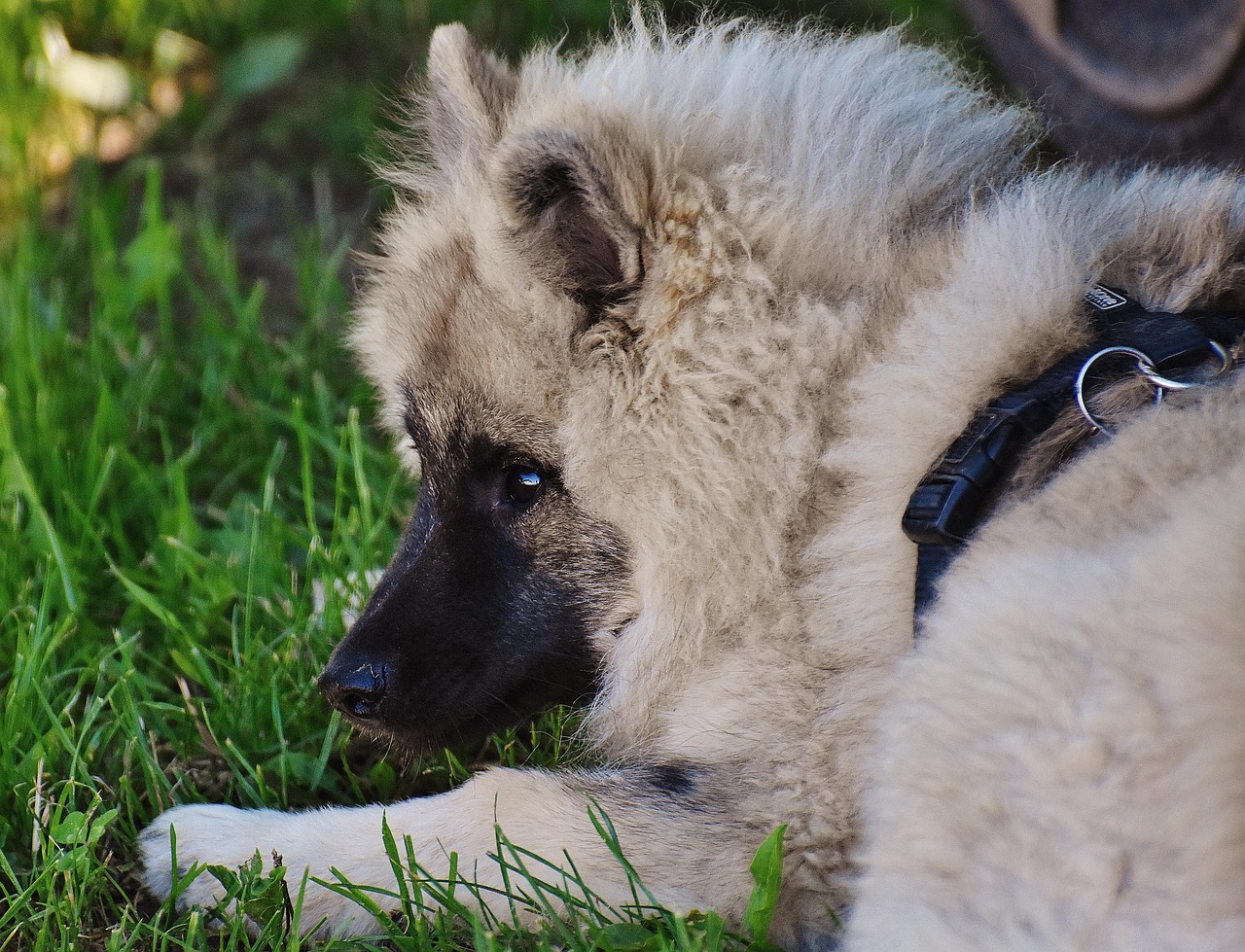Dog - free online jigsaw puzzle photo