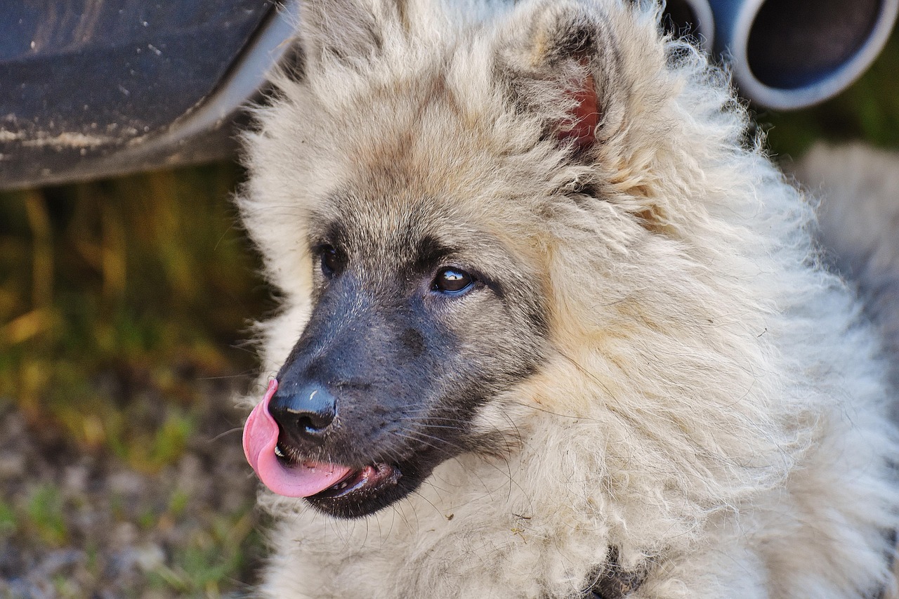 Dog - free online jigsaw puzzle photo