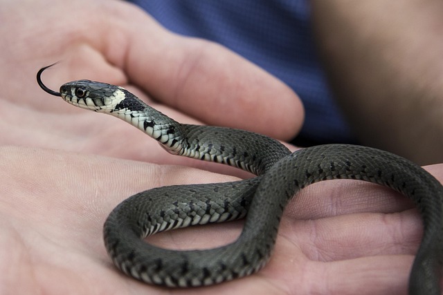 Free Blindworm Line photo and picture