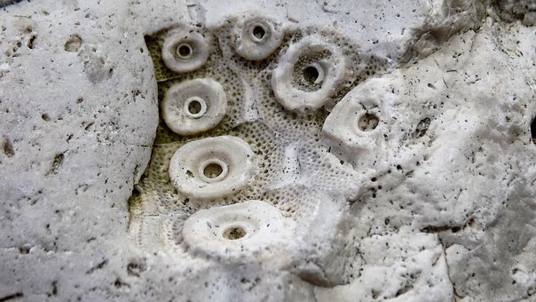 Fossil, Kridtperiode, Østersøen