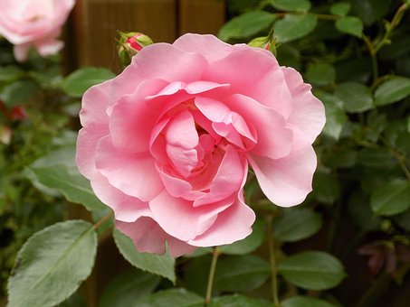 Rose, Lyserød, Blomstre, Blomst, Plante