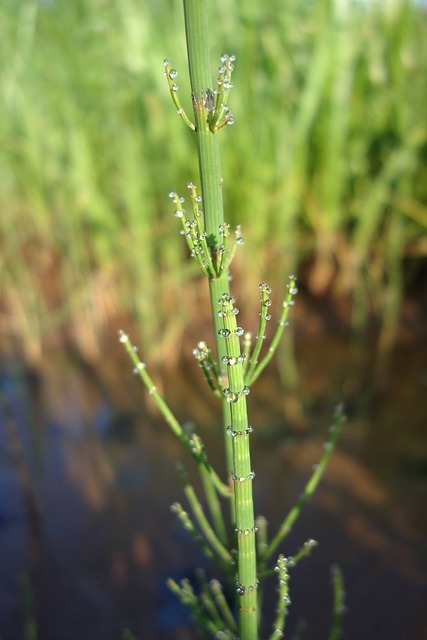 Free Field Horsetail Drops photo and picture