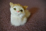 kitten, cat, smile
