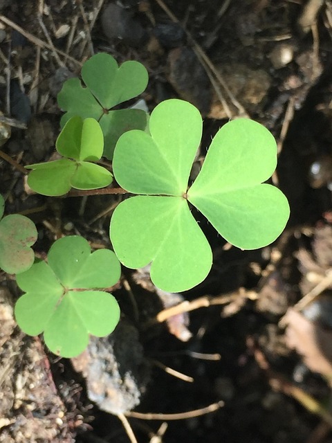 Plantelor, Trifoi, Natura, Frunze, Verde
