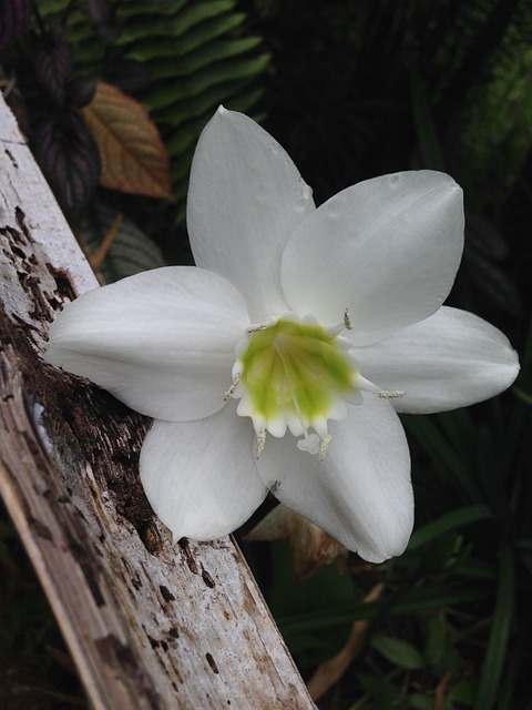 Crin Alb De Amazon, Eucharis Grandiflora