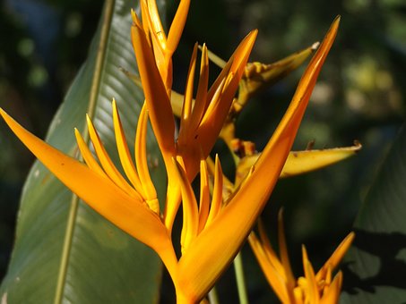 Heliconia, Floare, Plantelor, Tropical