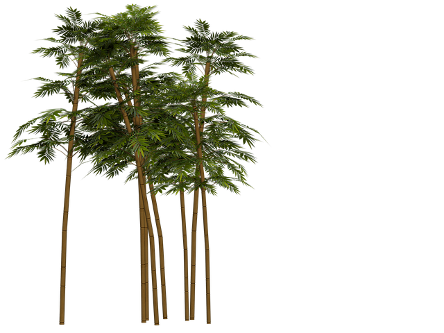 Bambus, Plante, Wellness, Natur
